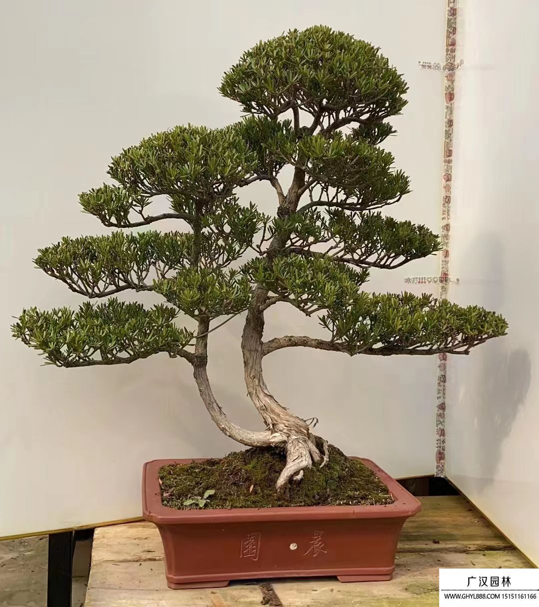 馬棘種子 馬棘種子