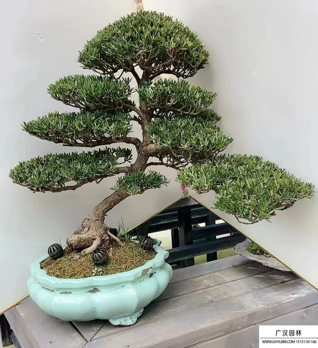 馬棘種子 馬棘種子