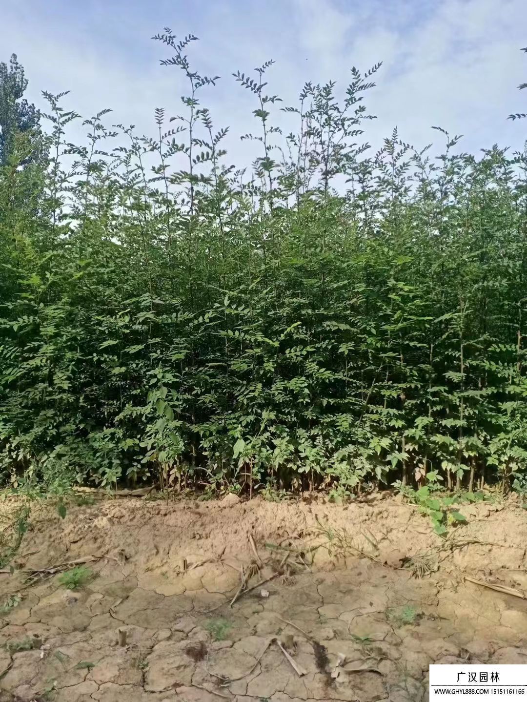 大紅袍花椒苗 大紅袍花椒苗