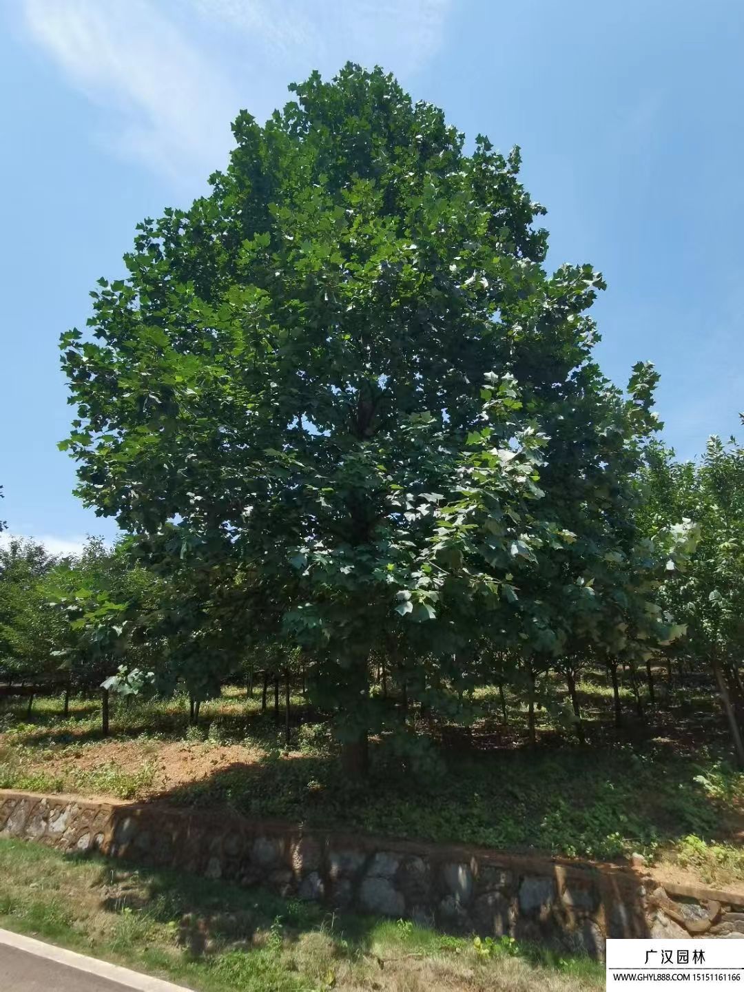 北美鵝掌楸 北美鵝掌楸