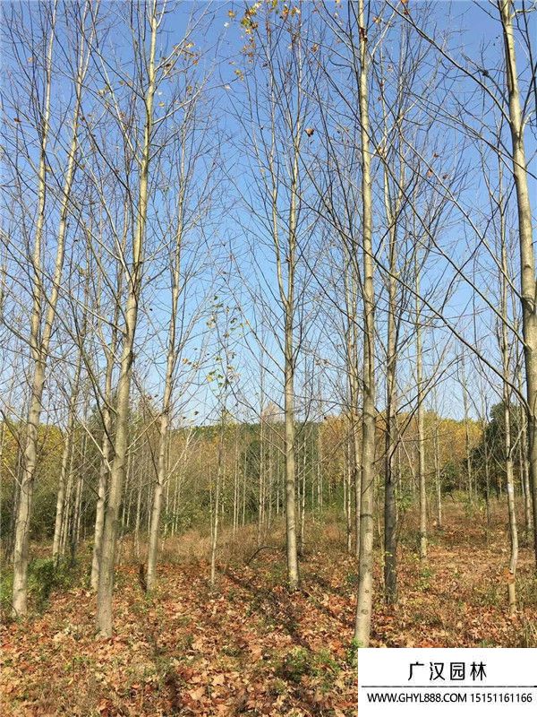 北美鵝掌楸 北美鵝掌楸