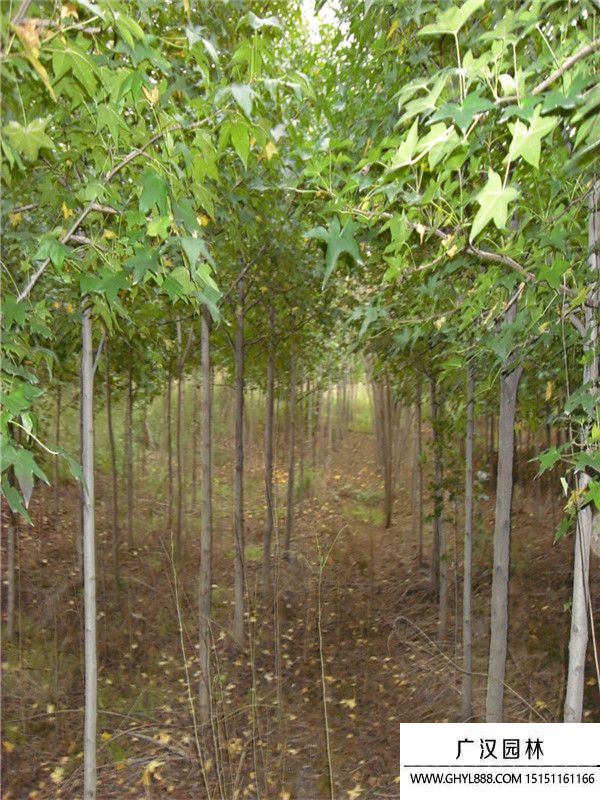 北美楓香 北美楓香