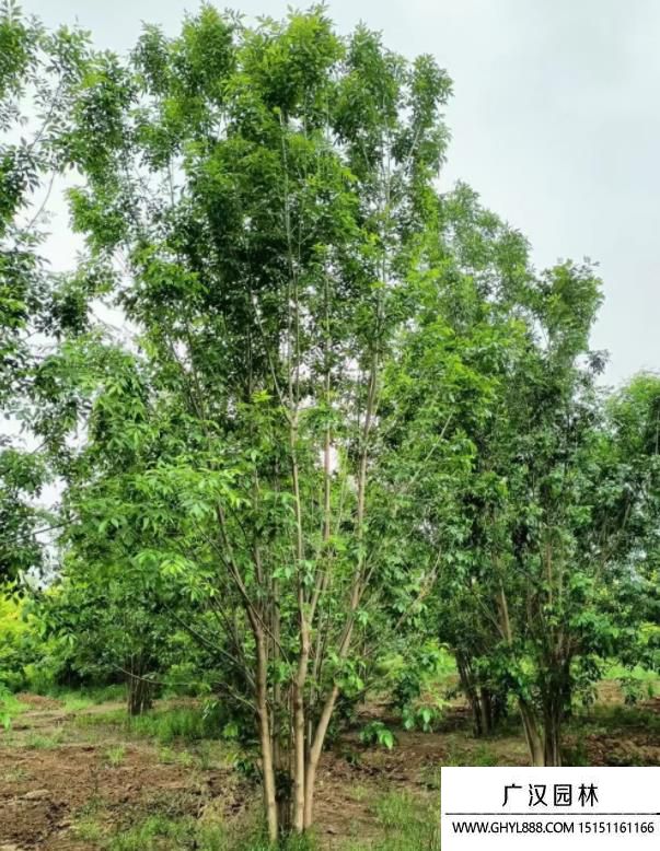 叢生白蠟 叢生白蠟