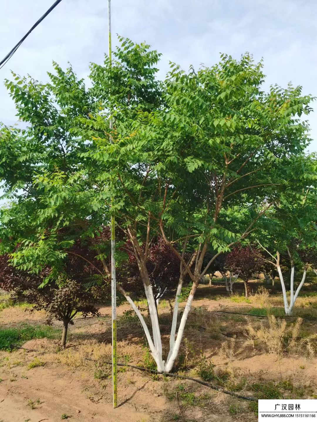 叢生欒樹 叢生欒樹