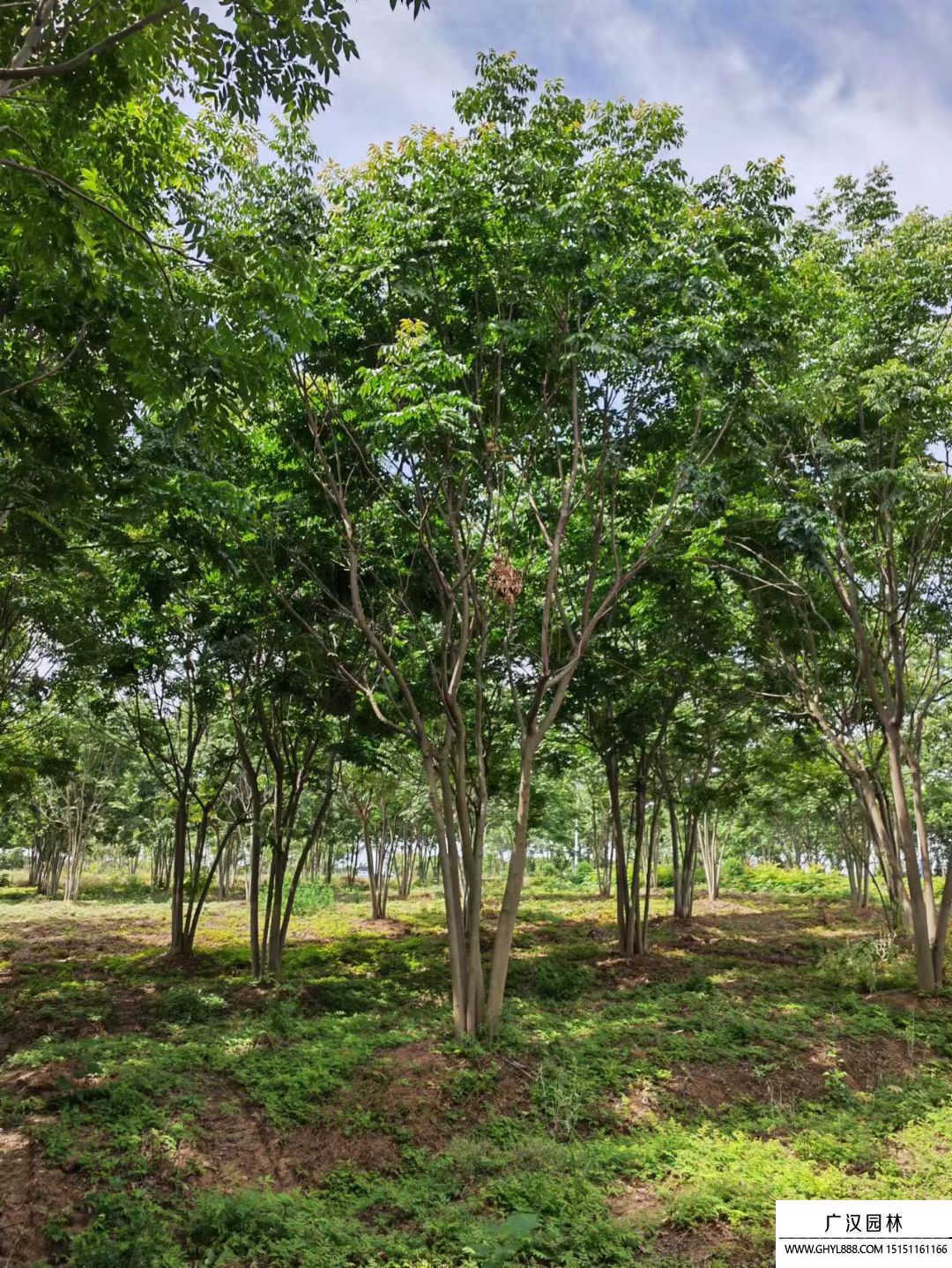 叢生欒樹 叢生欒樹