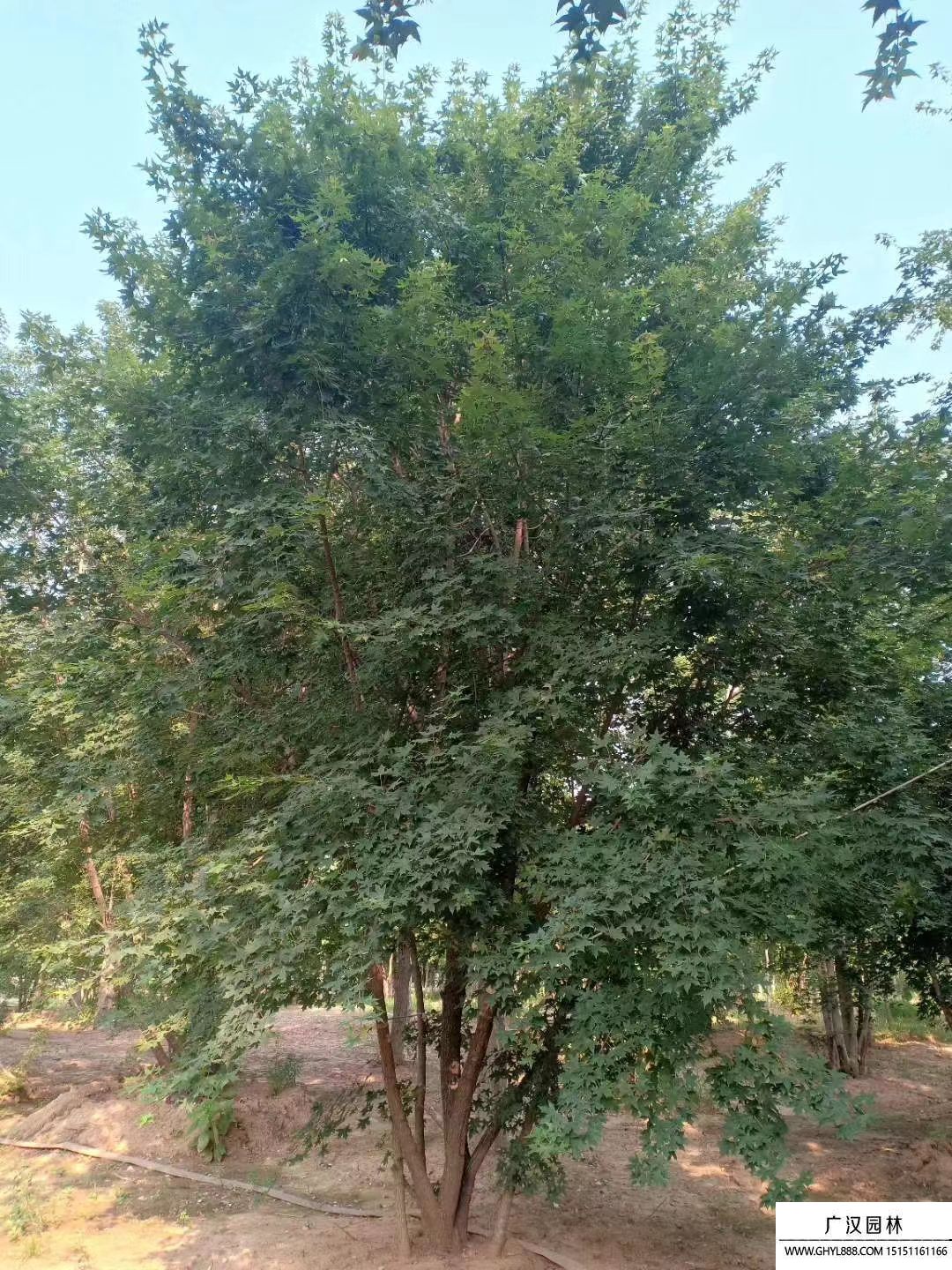 叢生五角楓 叢生五角楓