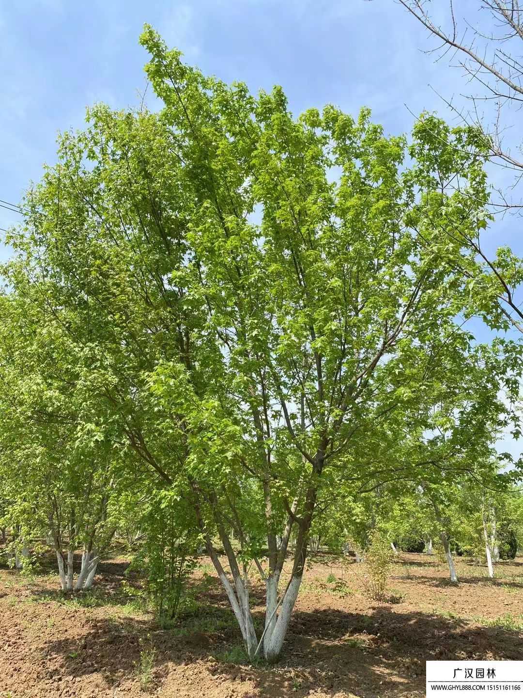 叢生五角楓 叢生五角楓