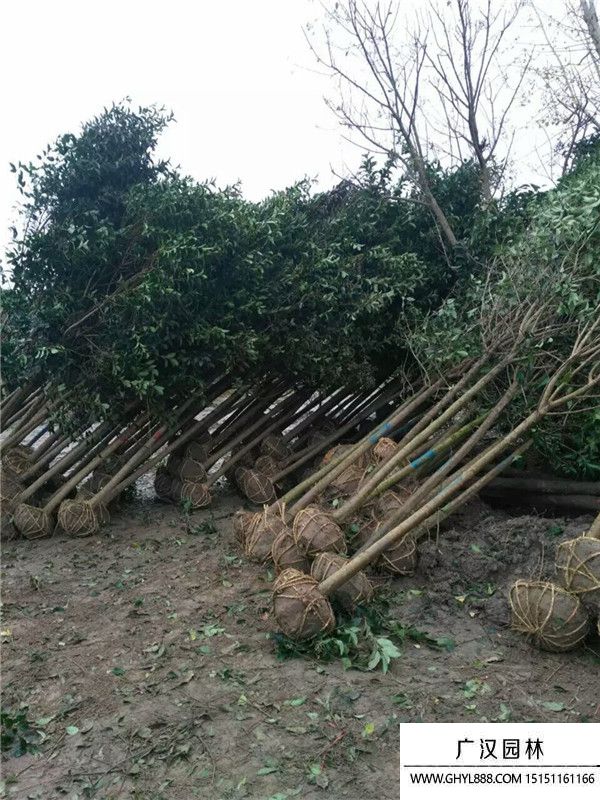 獨桿女貞 獨桿女貞