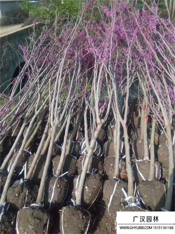 獨(dú)桿紫荊 獨(dú)桿紫荊