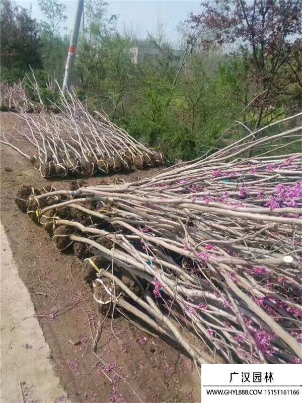 獨(dú)桿紫荊 獨(dú)桿紫荊