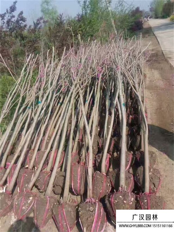 獨(dú)桿紫荊 獨(dú)桿紫荊