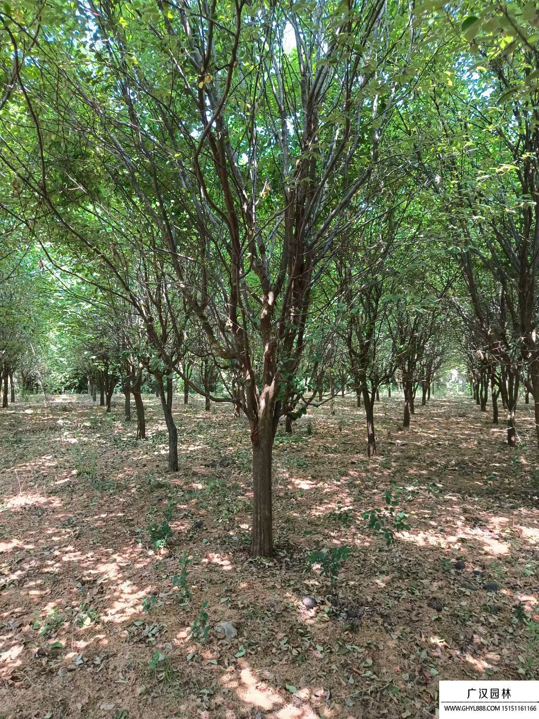 木瓜海棠 木瓜海棠