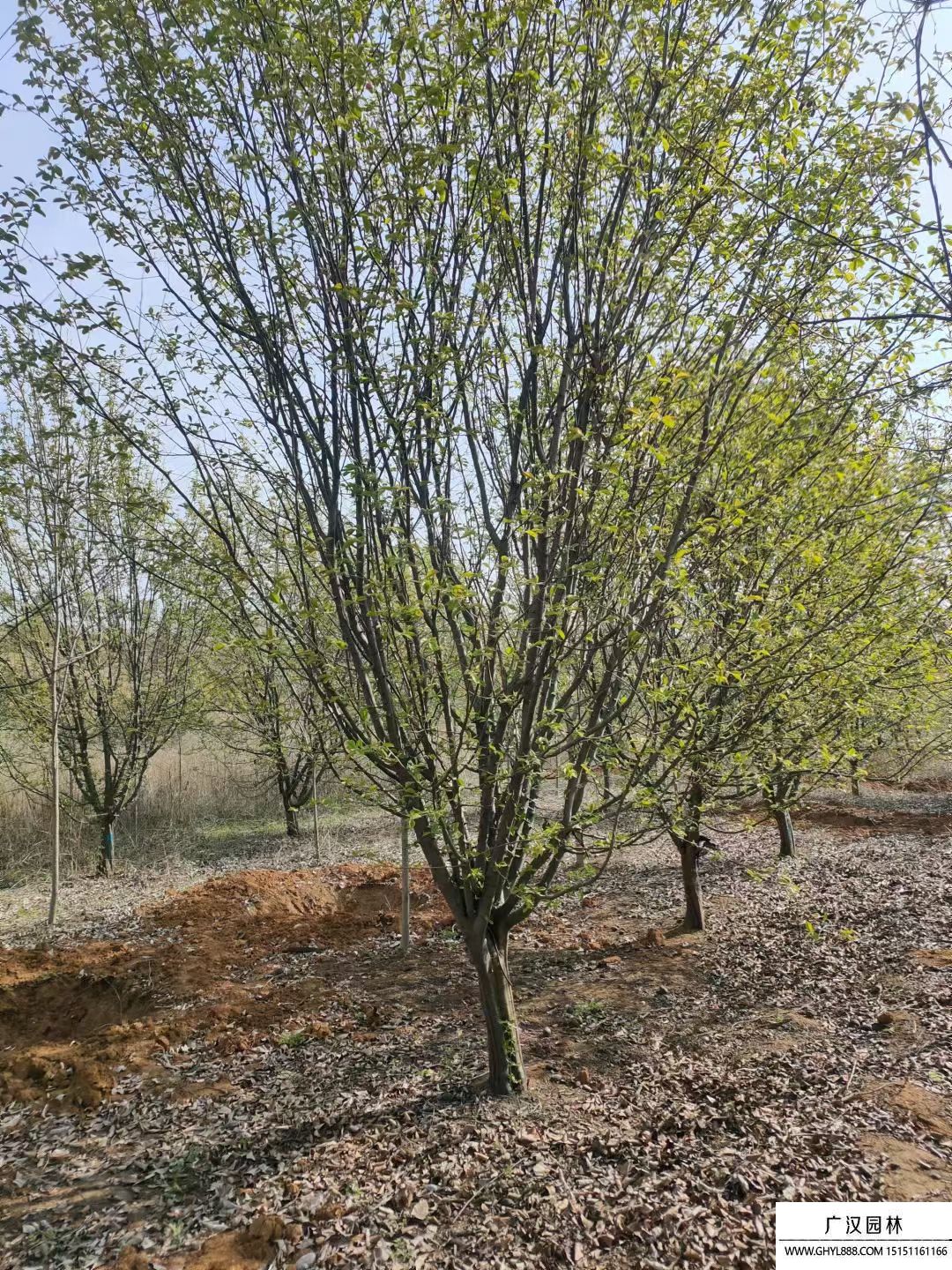 木瓜海棠 木瓜海棠