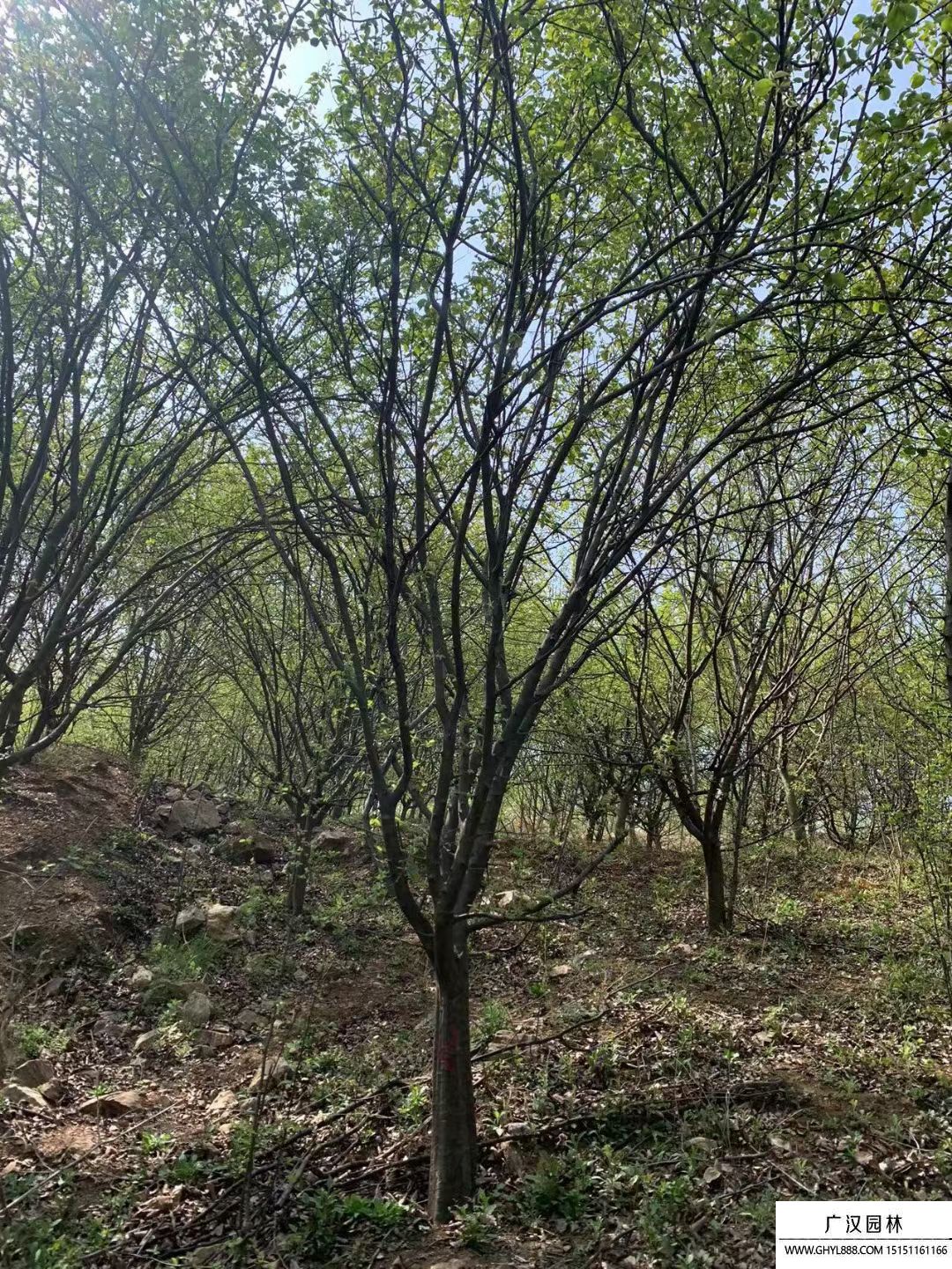 木瓜海棠 木瓜海棠