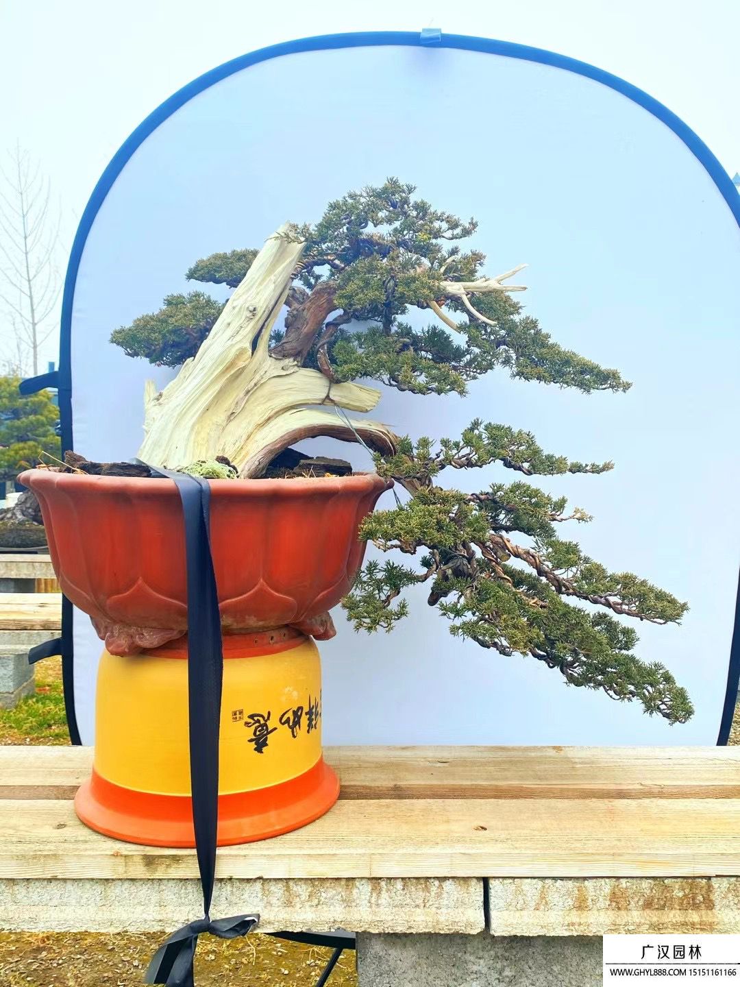 那須五葉松盆景