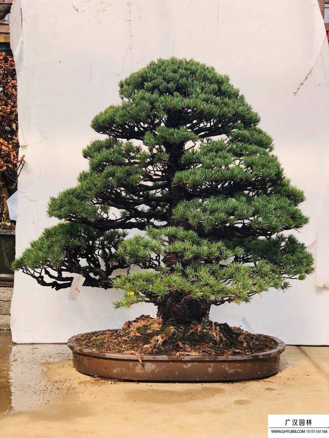 那須五葉松盆景