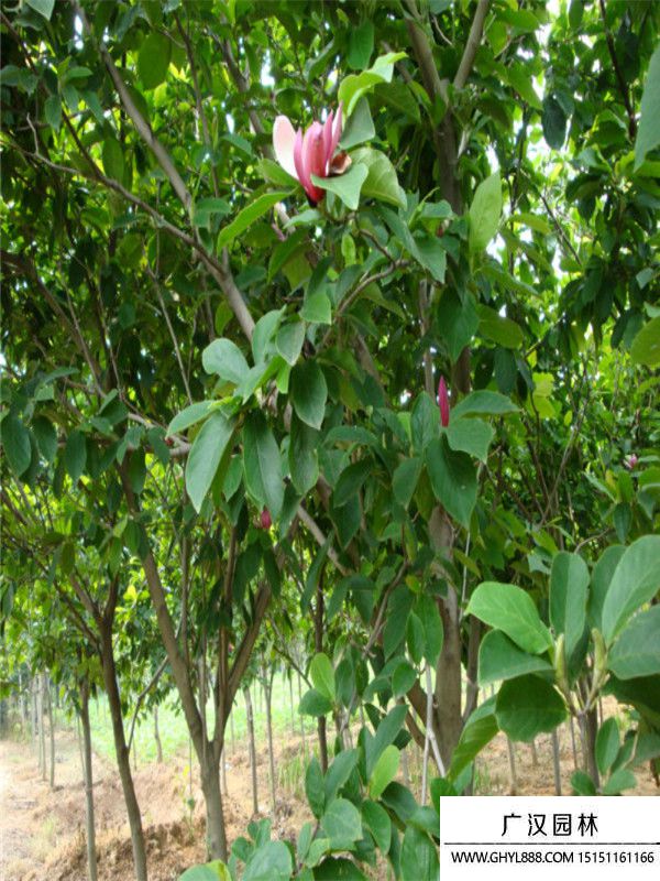 紅玉蘭