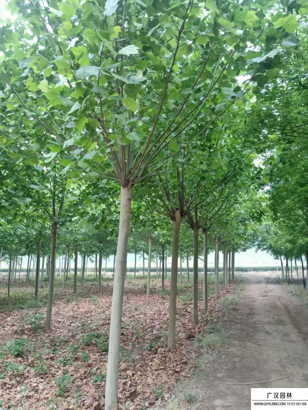 法國(guó)梧桐 法國(guó)梧桐