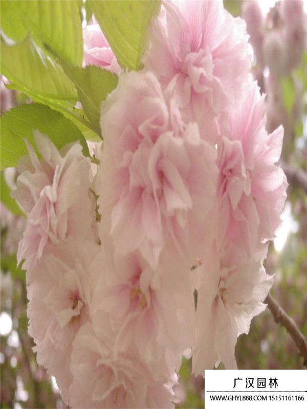 福建山櫻花 福建山櫻花