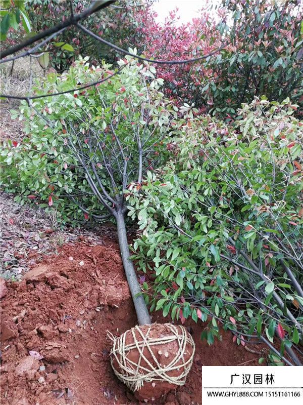 高桿石楠 高桿石楠