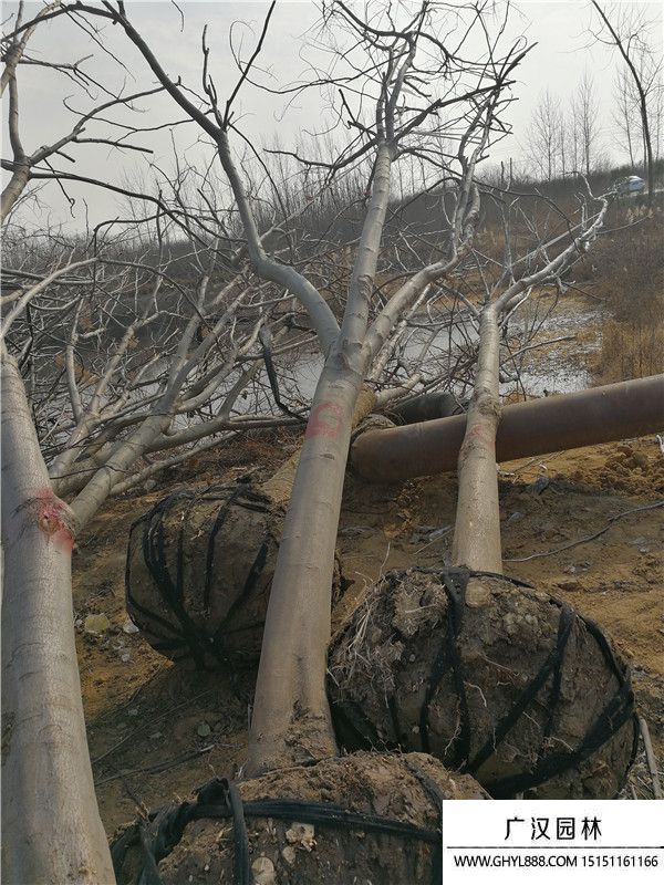 黃山欒樹(shù) 黃山欒樹(shù)