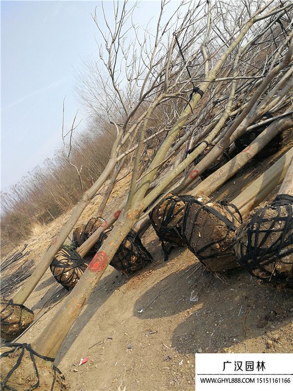 黃山欒樹(shù) 黃山欒樹(shù)