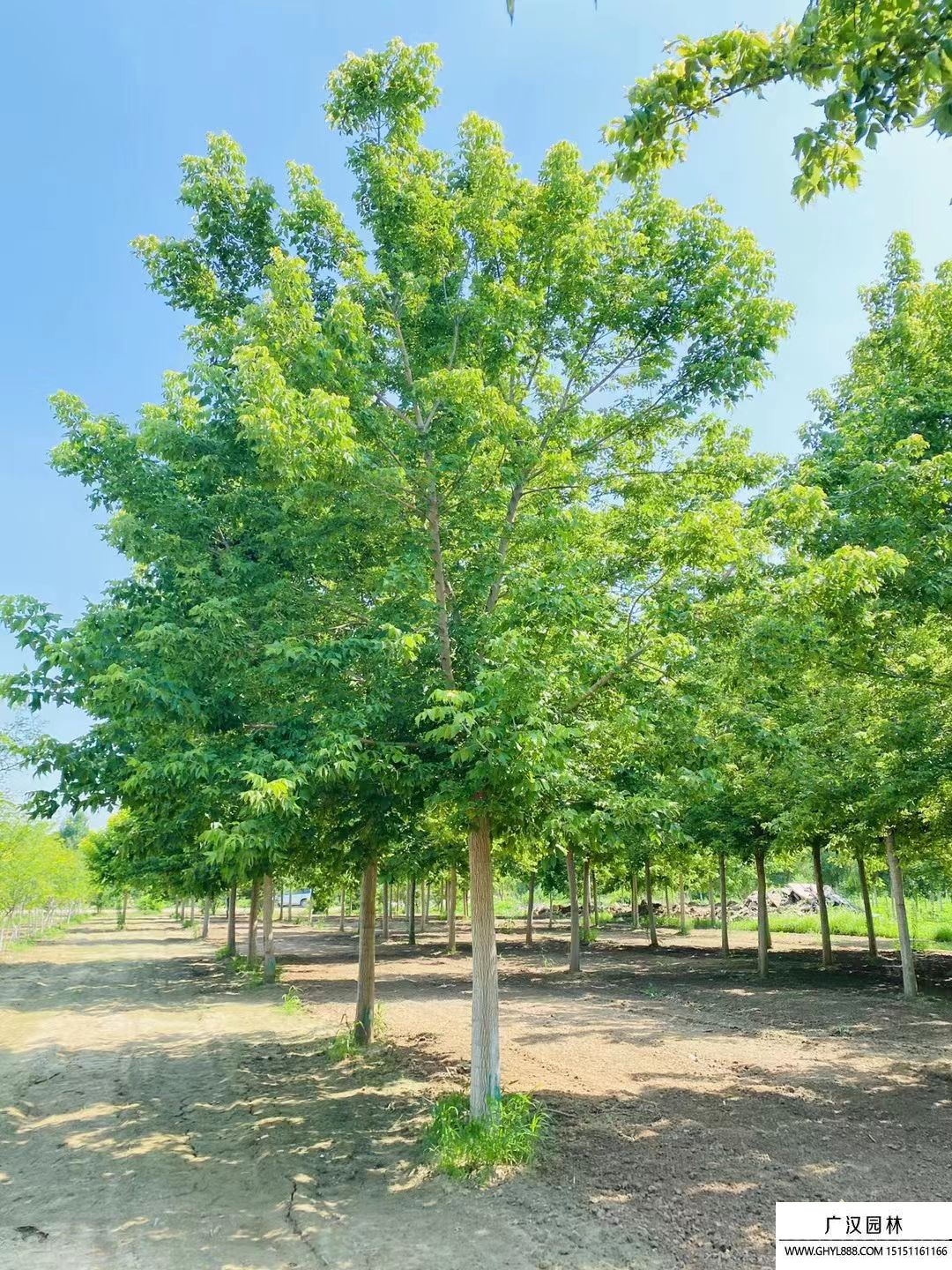 金葉復(fù)葉槭 金葉復(fù)葉槭