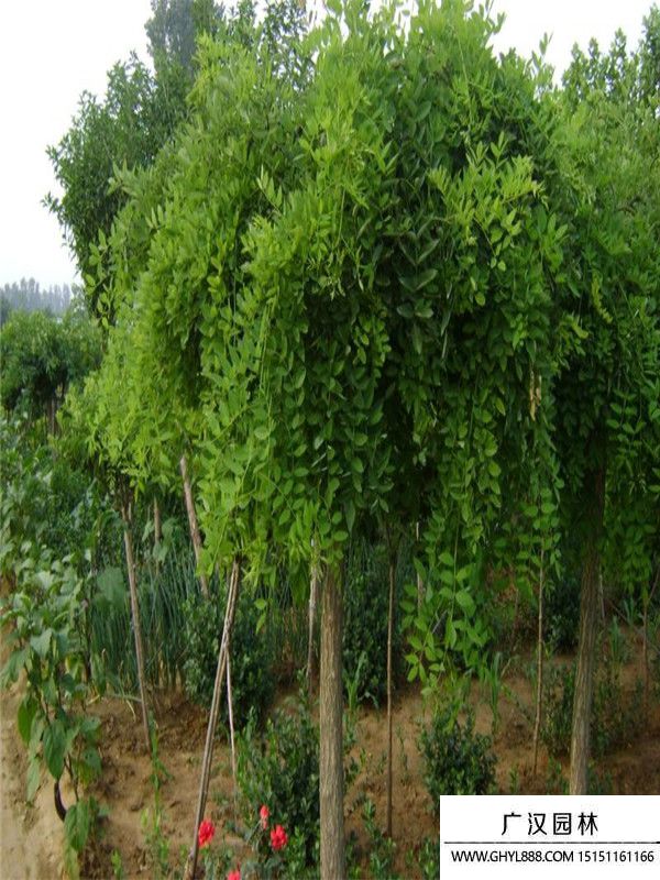 龍爪槐 龍爪槐