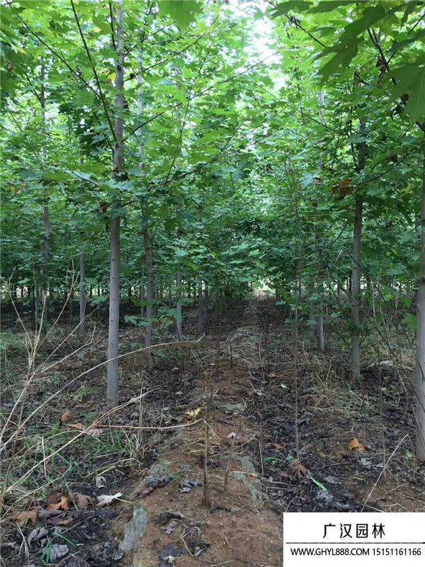 美國(guó)紅楓 美國(guó)紅楓