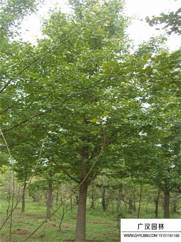 實生銀杏 實生銀杏