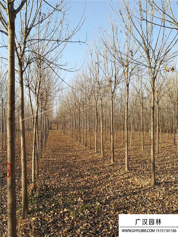 速生白蠟 速生白蠟