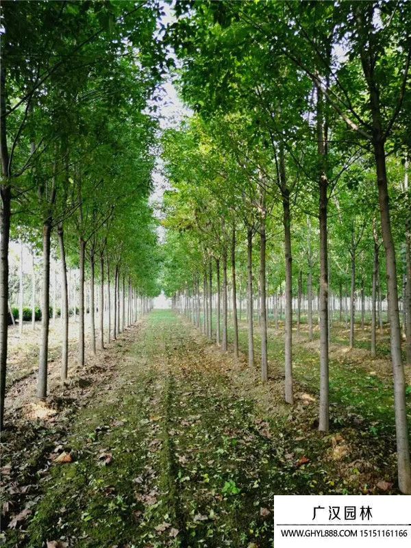 速生白蠟 速生白蠟