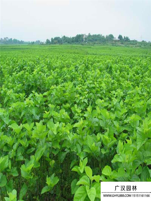 桑樹(shù)苗 桑樹(shù)苗