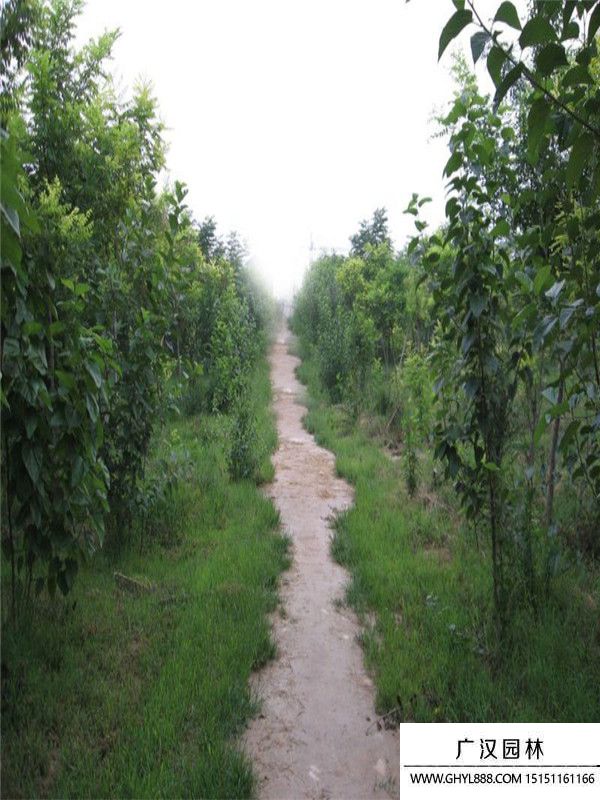 桑樹(shù)苗 桑樹(shù)苗