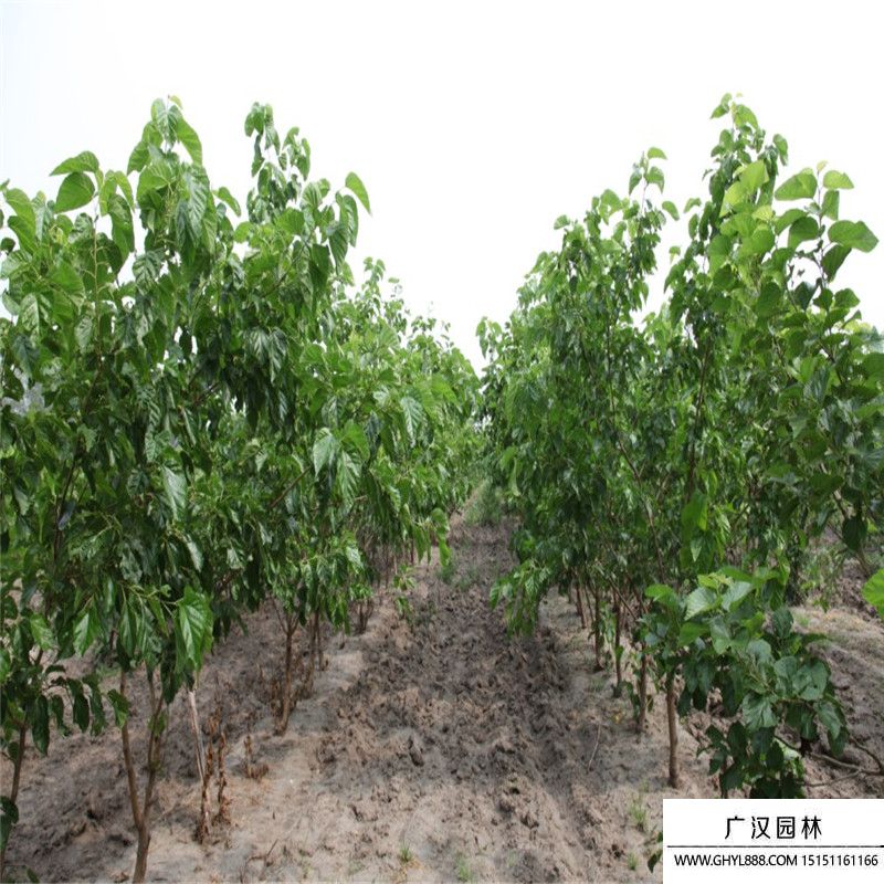 桑樹(shù)苗 桑樹(shù)苗