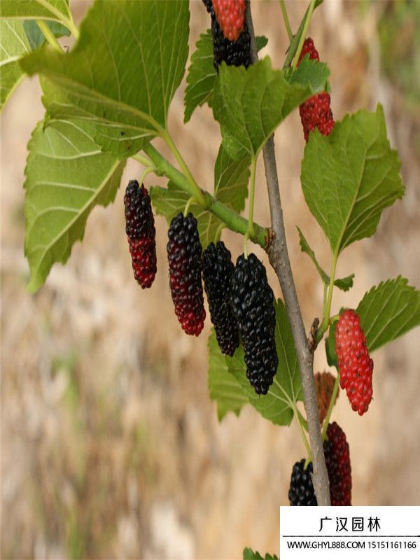 桑樹(shù)苗 桑樹(shù)苗