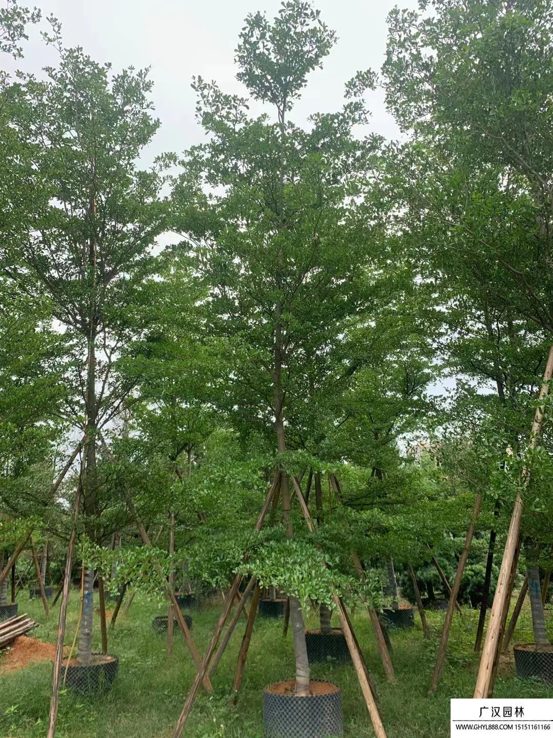 小葉欖仁 小葉欖仁