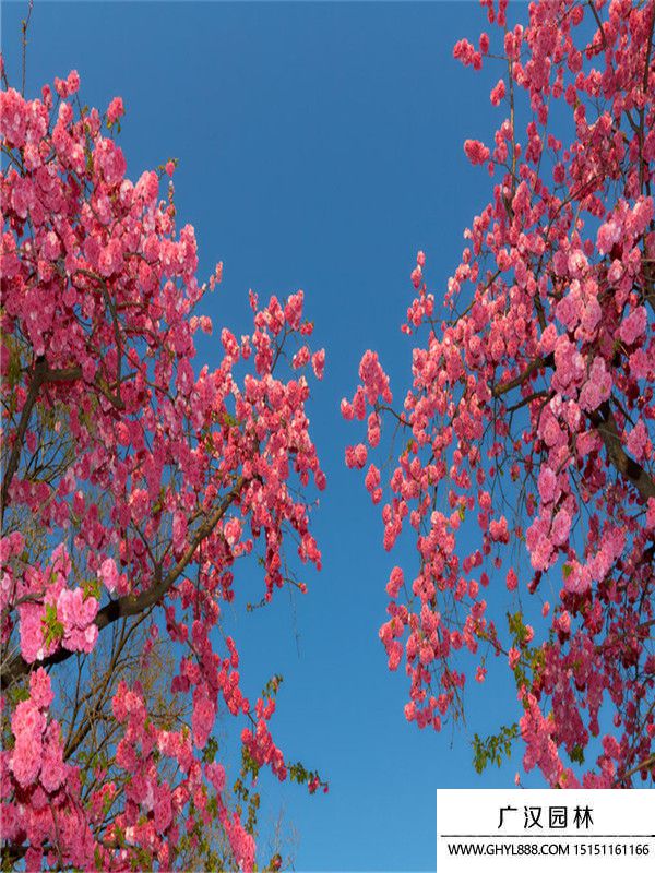 云南櫻花 云南櫻花