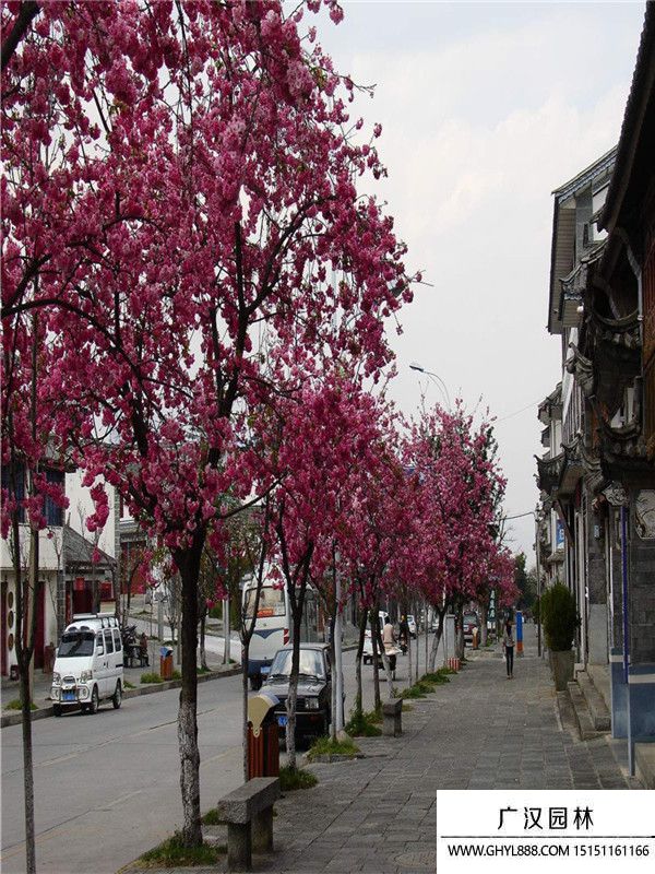 云南櫻花 云南櫻花