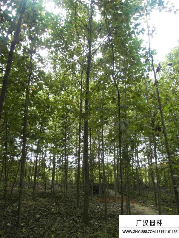 雜交馬褂木 雜交馬褂木