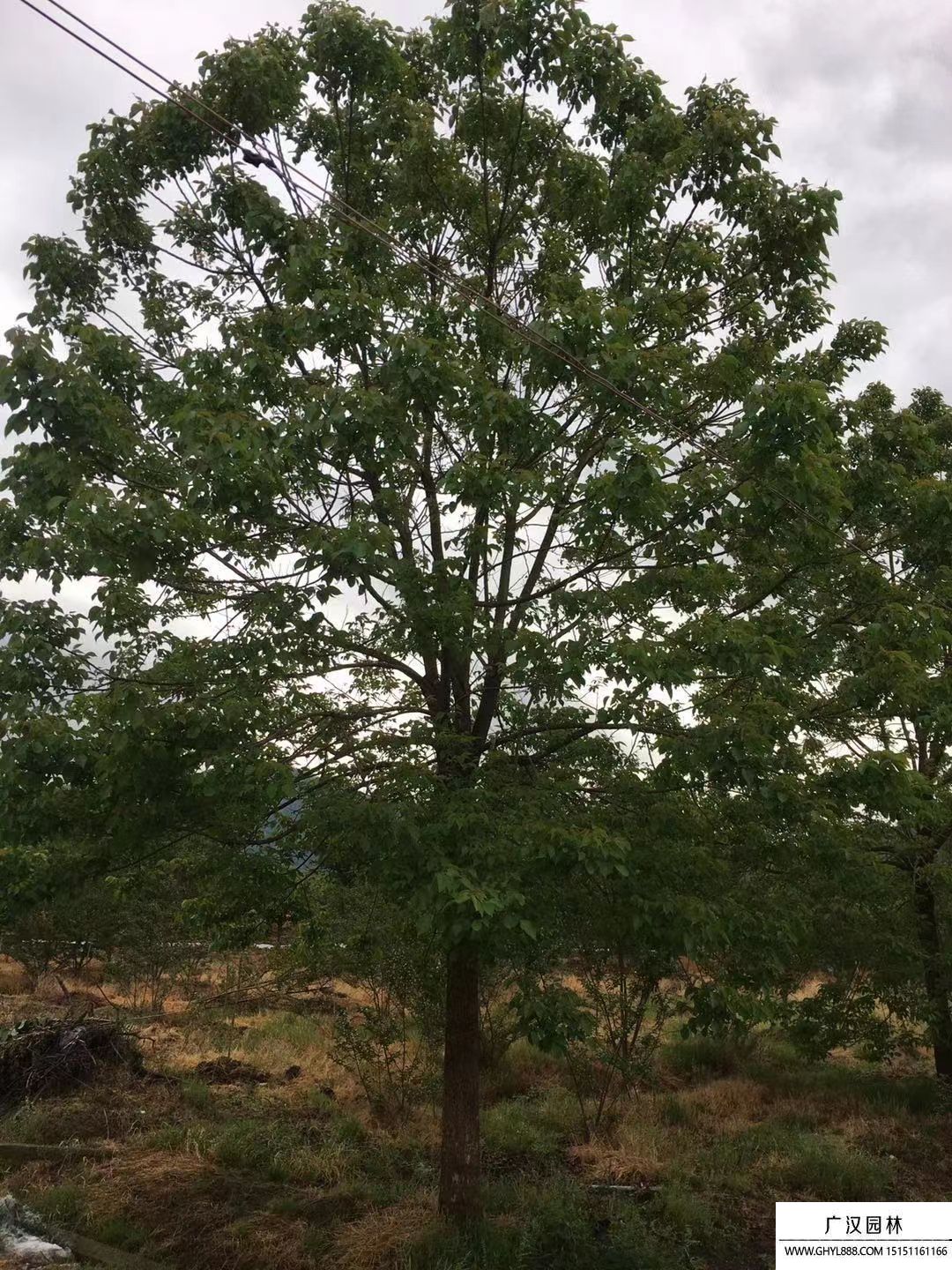 重陽(yáng)木 重陽(yáng)木