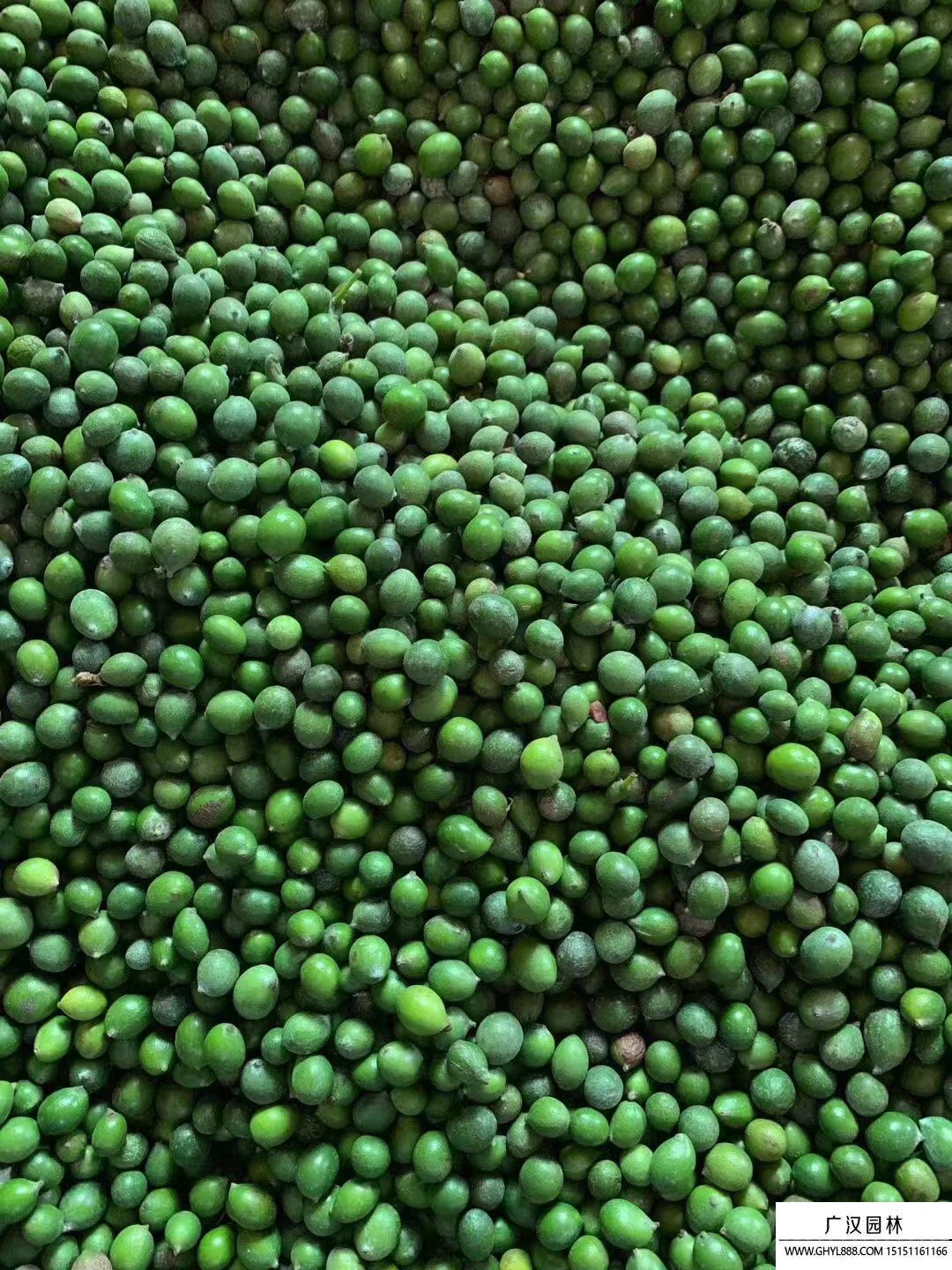 羅漢松種子 羅漢松種子