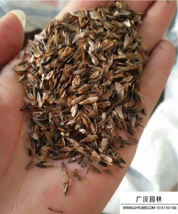 楓香樹種子 楓香樹種子