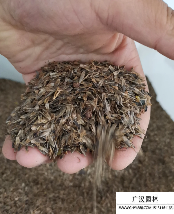 楓香樹種子 楓香樹種子