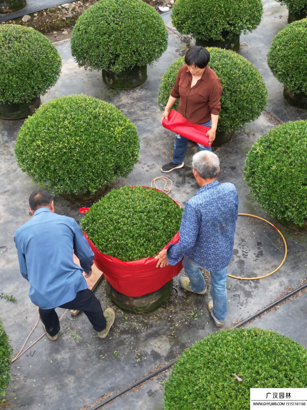 冬青先令球 冬青先令球