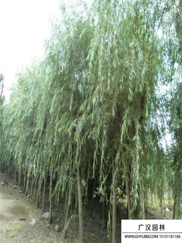 青皮垂柳 青皮垂柳