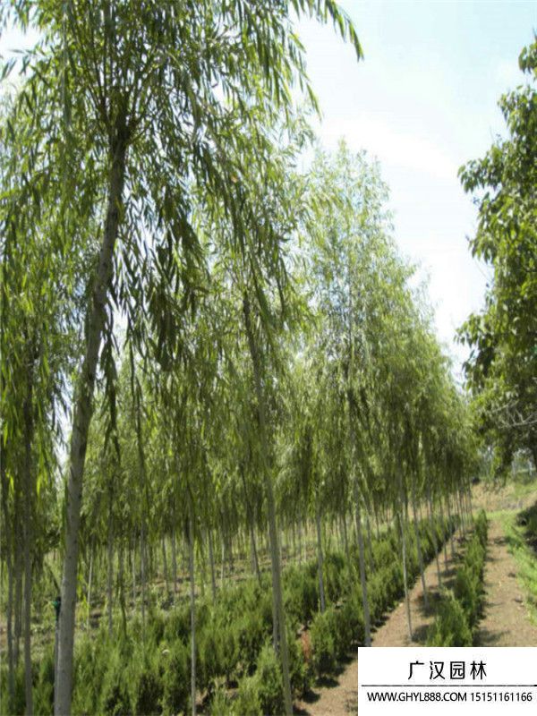 青皮垂柳 青皮垂柳