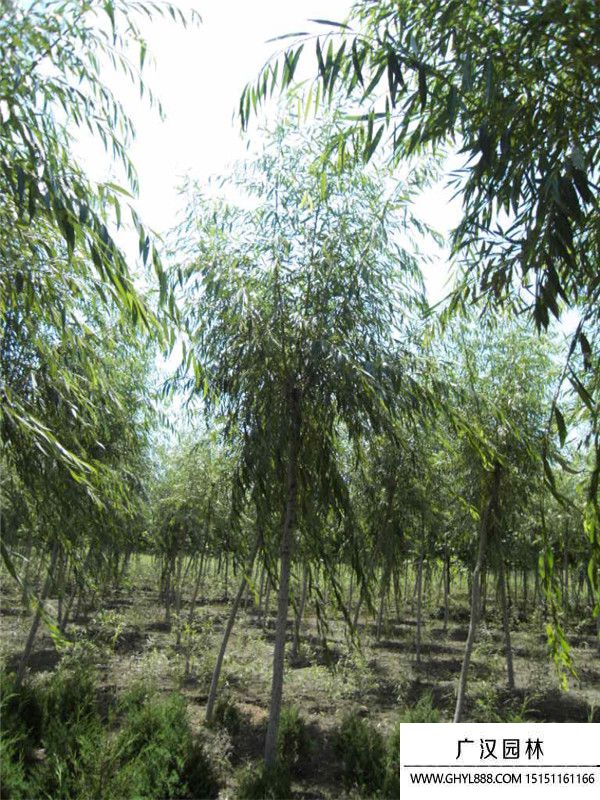 青皮垂柳 青皮垂柳