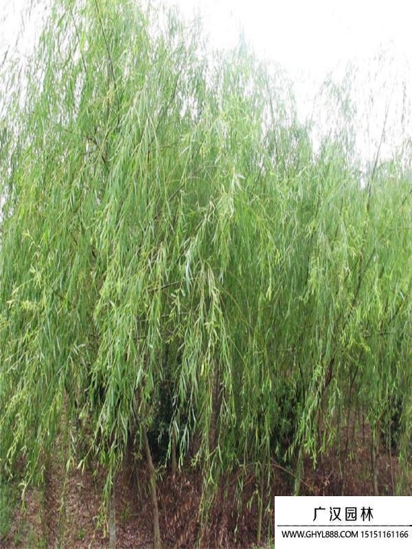 青皮垂柳 青皮垂柳