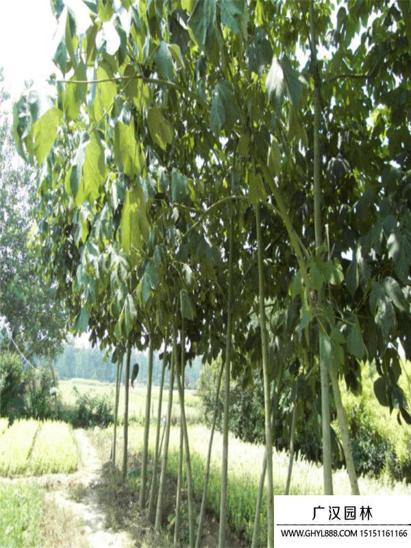 青桐樹 青桐樹